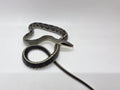 SD26-VBB-013 Vietnamese Blue Beauty Snake
