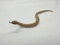 SD26-HOG-053 Plains Hognose