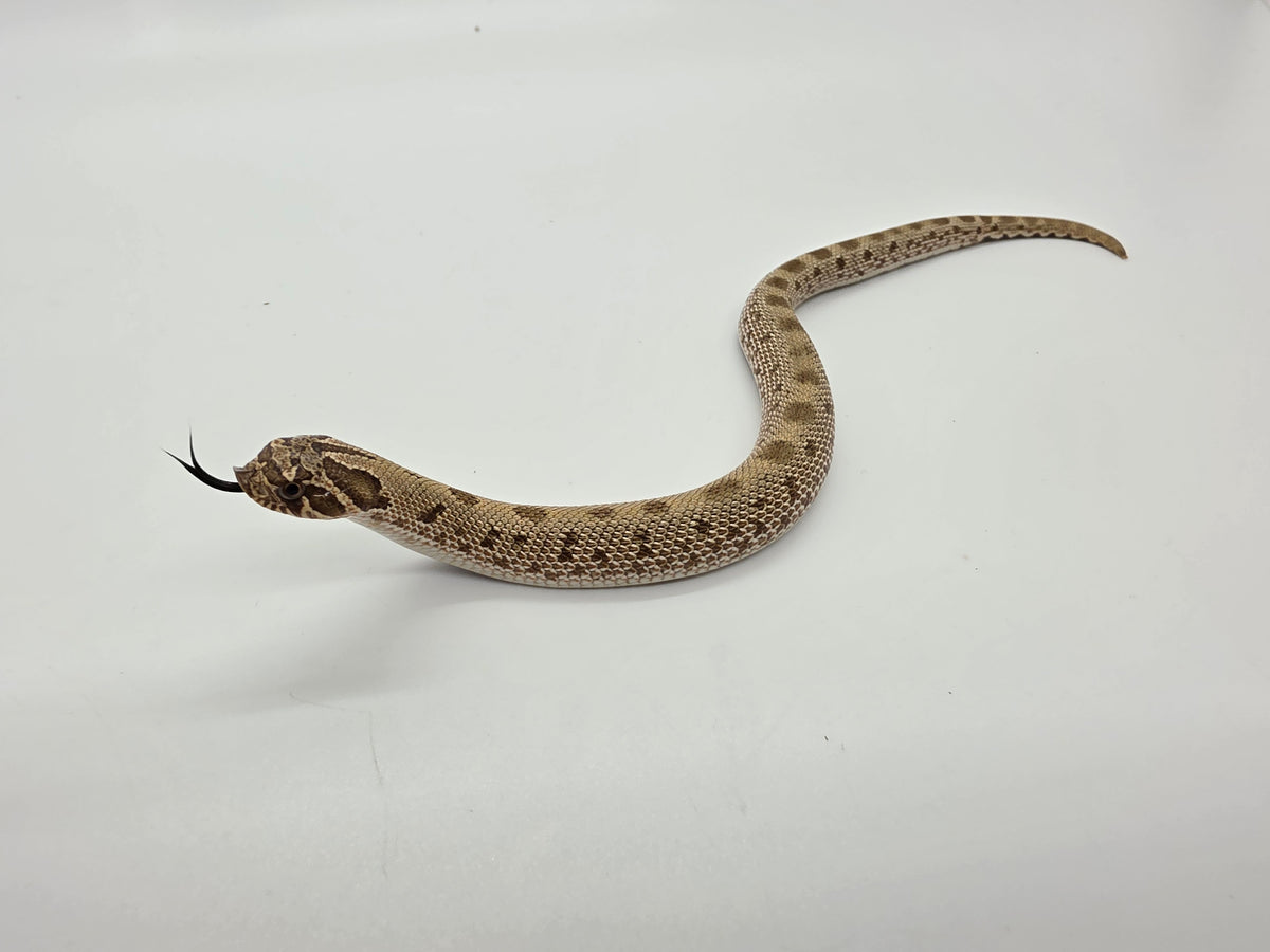 SD26-HOG-053 Plains Hognose