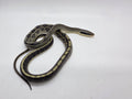 SD26-VBB-020 Vietnamese Blue Beauty Snake
