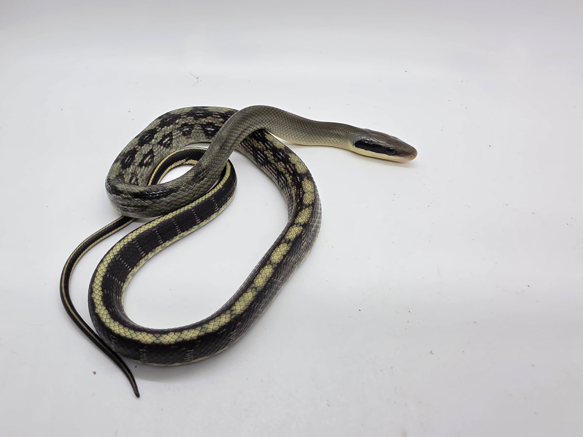 SD26-VBB-020 Vietnamese Blue Beauty Snake