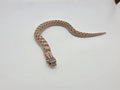 SD26-HOG-084 Plains Hognose