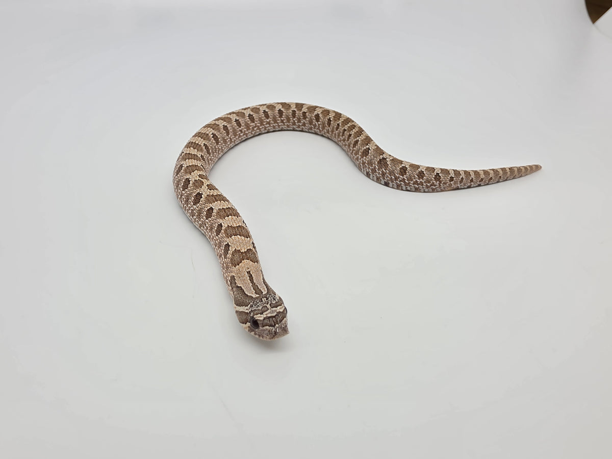 SD26-HOG-084 Plains Hognose