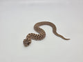 SD26-HOG-063 Plains Hognose