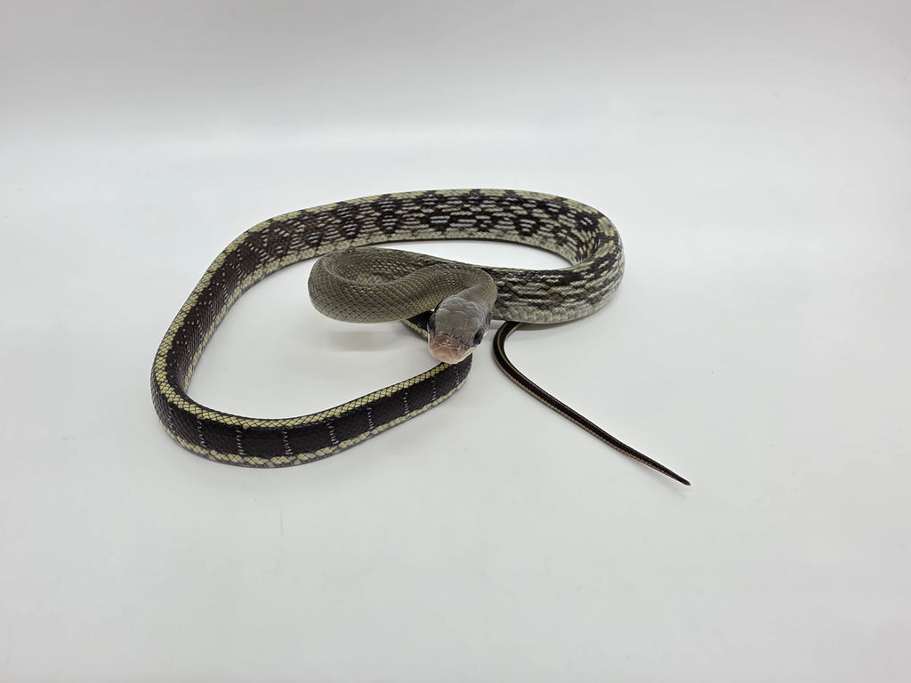 SD26-VBB-021 Vietnamese Blue Beauty Snake