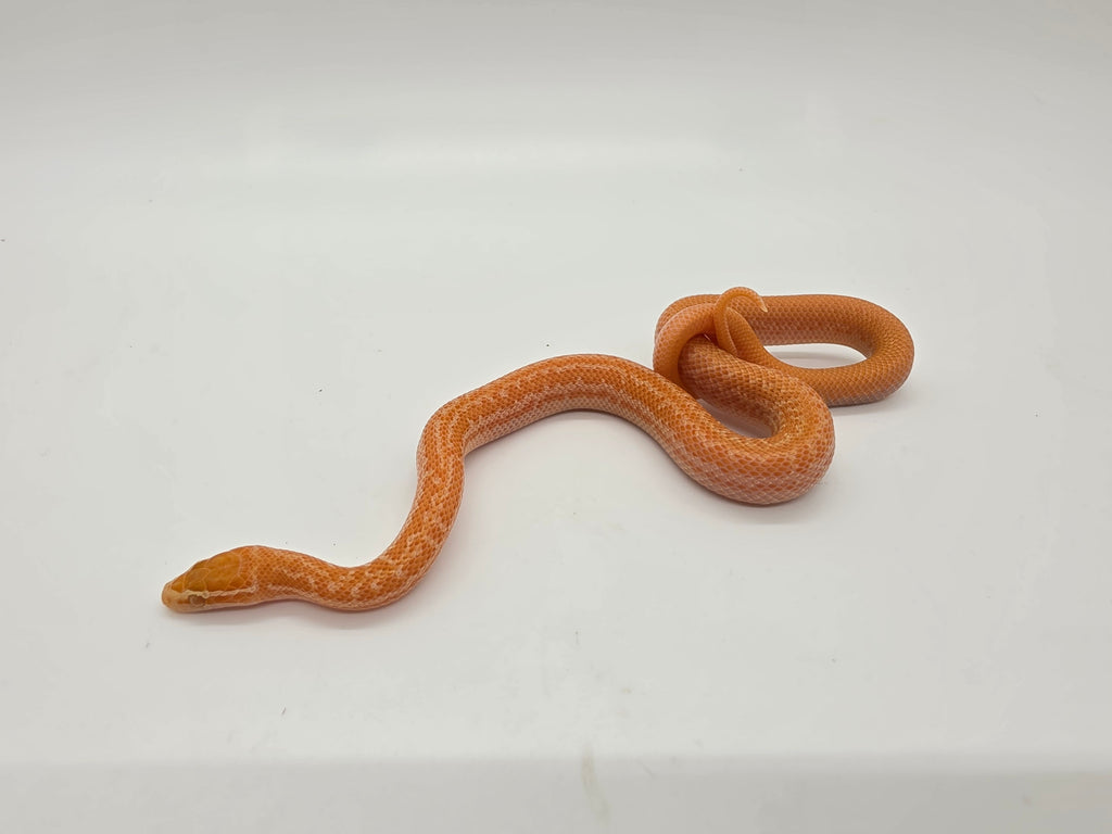 SD26-AHS-007 African House Snake