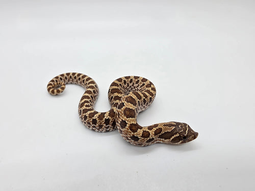 SD26-HOG-126 Plains Hognose