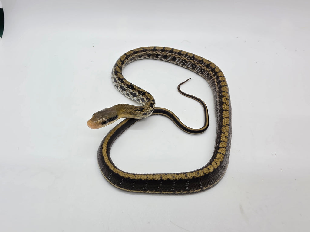 SD26-TBS-006 Taiwanese Beauty Rat Snake