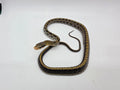 SD26-TBS-006 Taiwanese Beauty Rat Snake