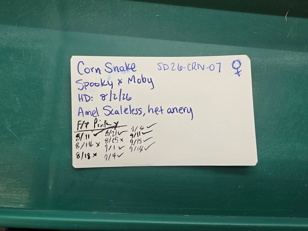 SD26-CRN-007 Corn Snake
