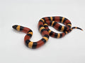 SD26-PMS-007 Pueblan Milk Snake