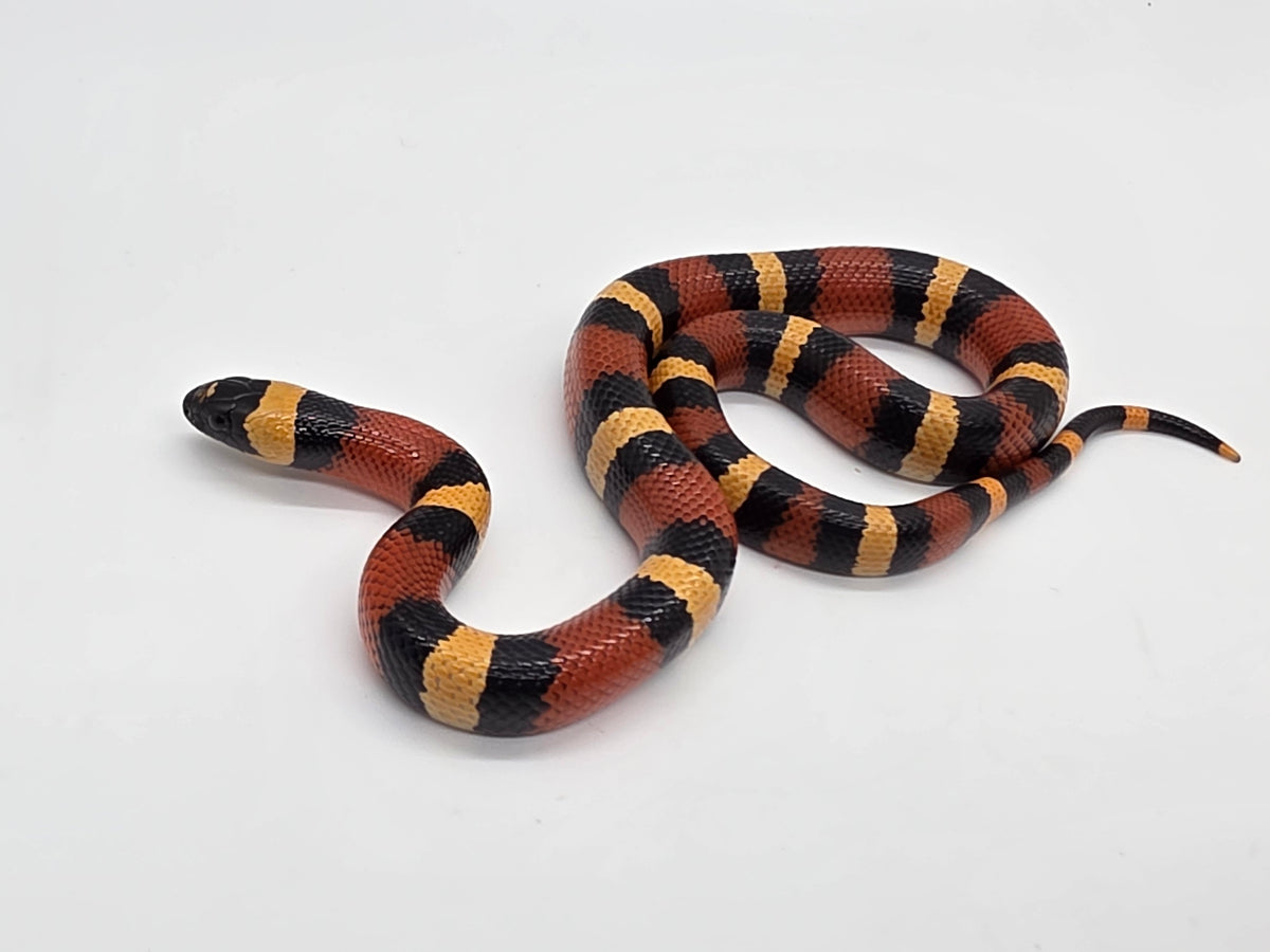 SD26-PMS-007 Pueblan Milk Snake