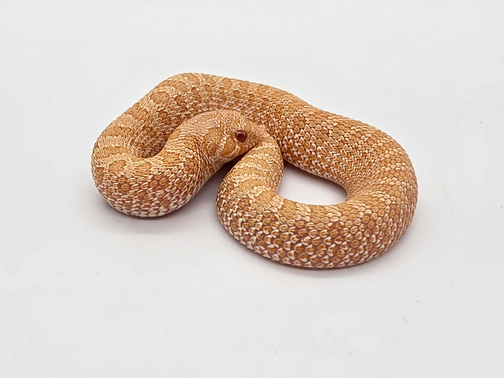 SD26-HOG-010 Plains Hognose
