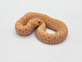 SD26-HOG-010 Plains Hognose