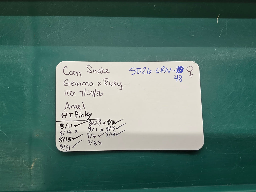 SD26-CRN-048 Corn Snake