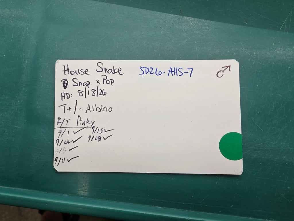 SD26-AHS-007 African House Snake