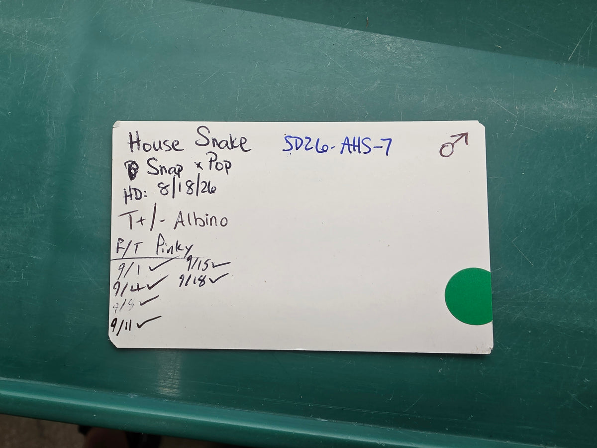 SD26-AHS-007 African House Snake