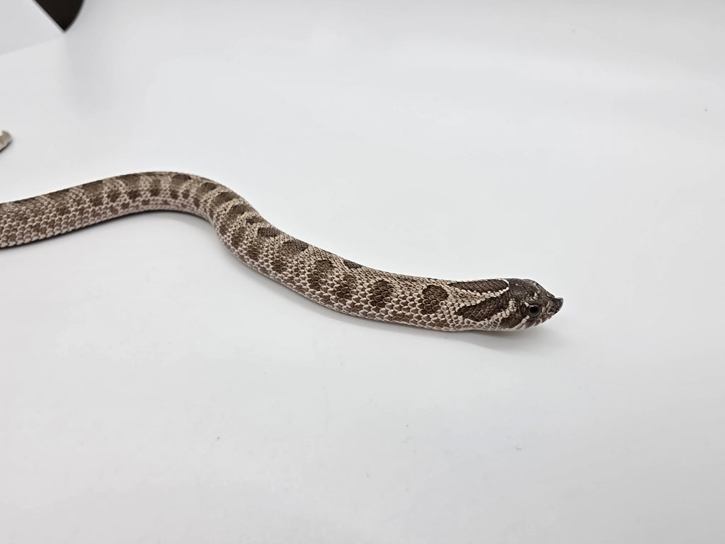 SD26-HOG-147 Plains Hognose