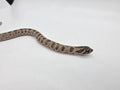 SD26-HOG-147 Plains Hognose