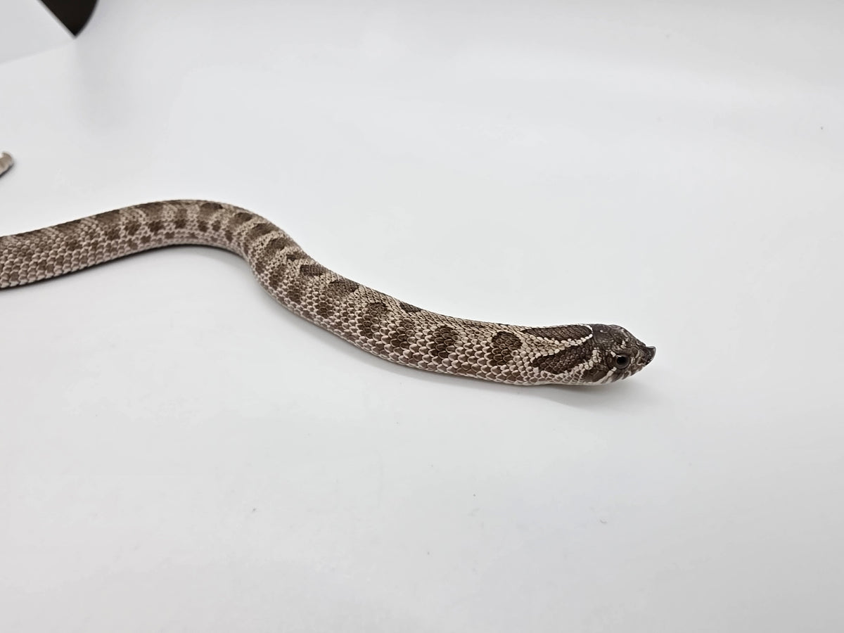 SD26-HOG-147 Plains Hognose