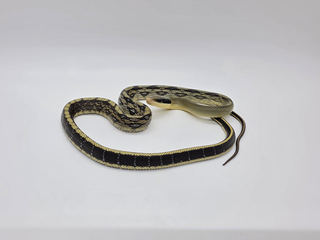 SD26-VBB-005 Vietnamese Blue Beauty Snake