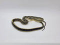 SD26-VBB-005 Vietnamese Blue Beauty Snake