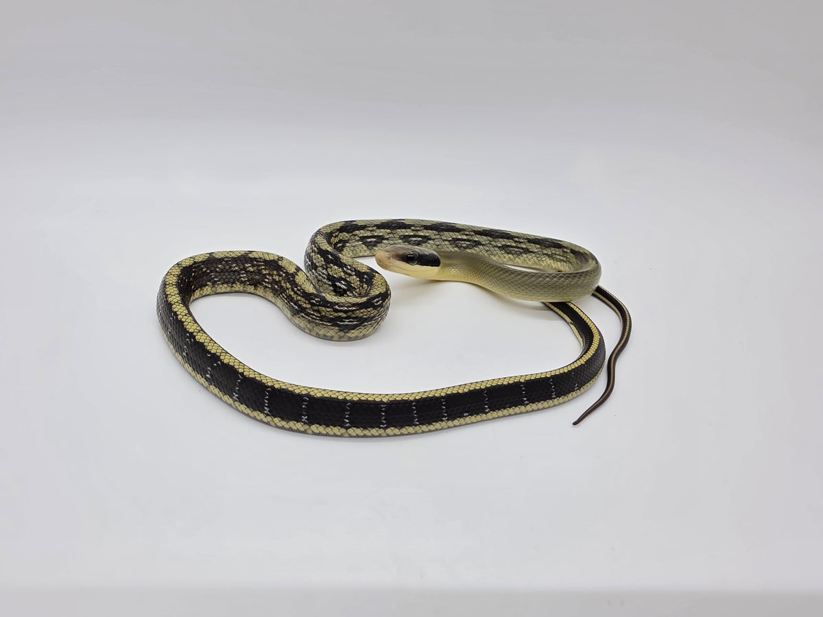 SD26-VBB-005 Vietnamese Blue Beauty Snake