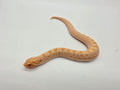 SD26-HOG-050 Plains Hognose