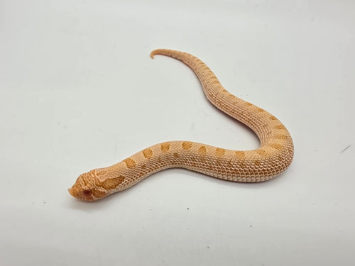 SD26-HOG-050 Plains Hognose