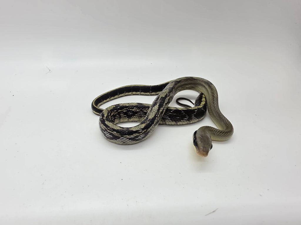 SD26-VBB-015 Vietnamese Blue Beauty Snake