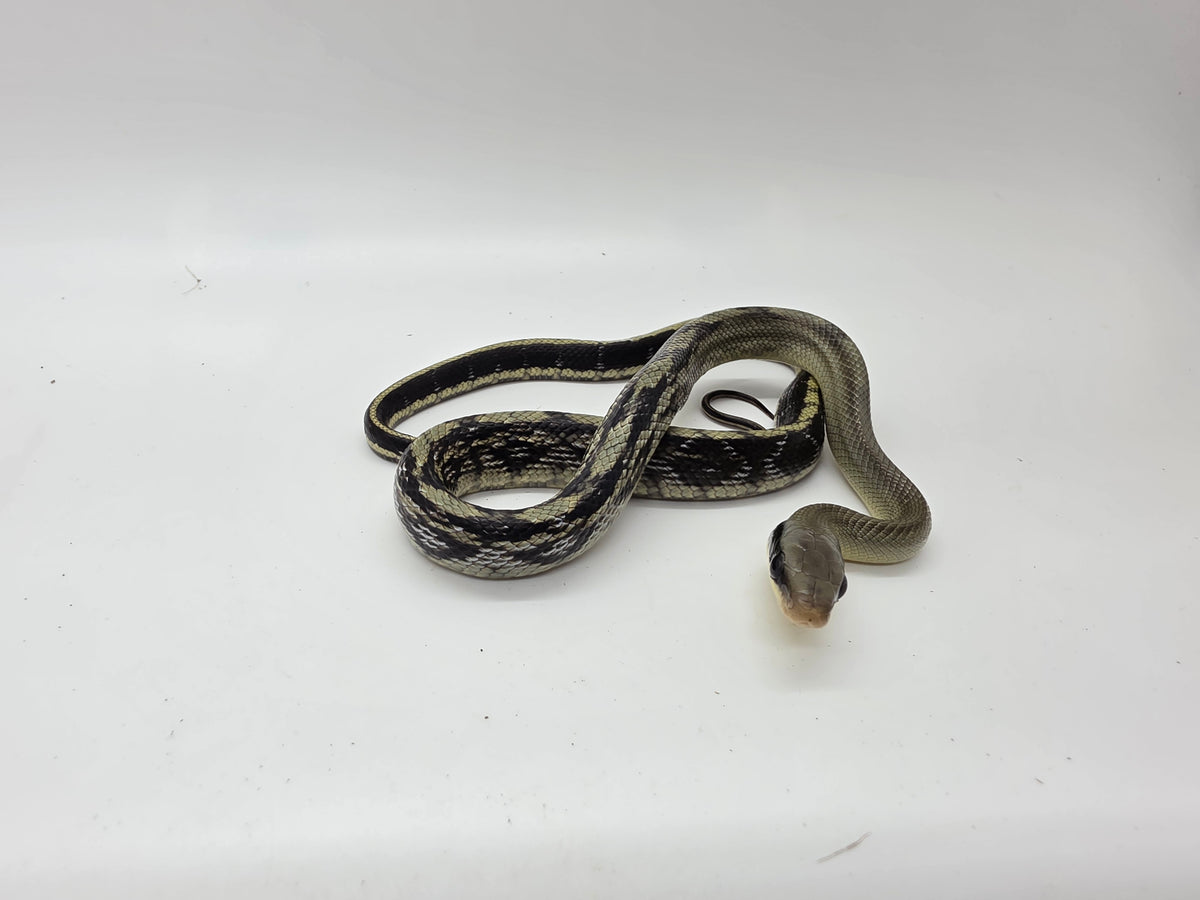 SD26-VBB-015 Vietnamese Blue Beauty Snake