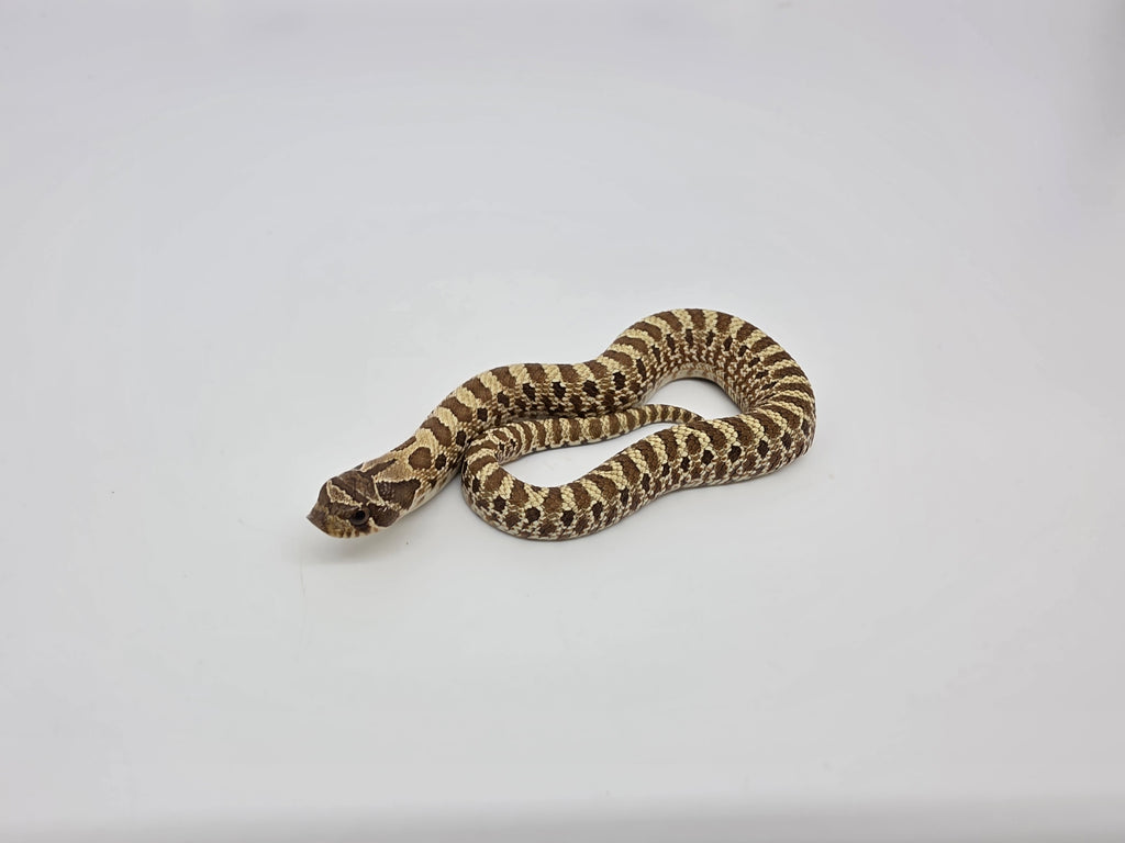 SD26-HOG-045 Plains Hognose