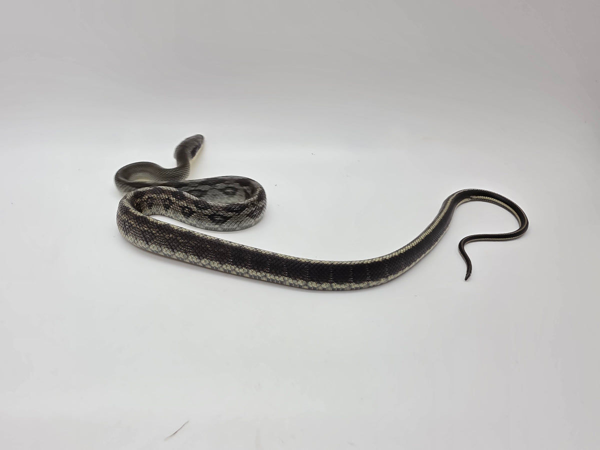SD26-VBB-006 Vietnamese Blue Beauty Snake