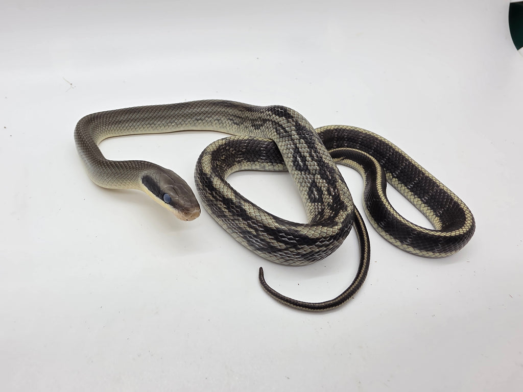 SD26-VBB-019 Vietnamese Blue Beauty Snake