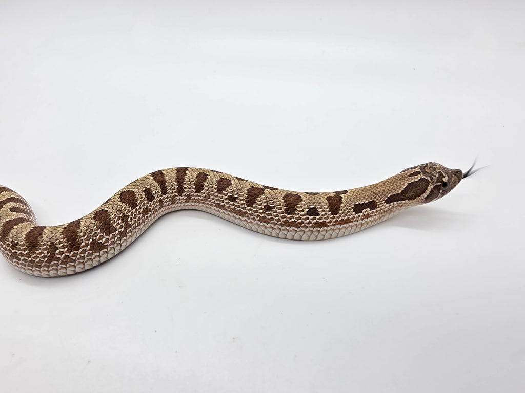 SD26-HOG-134 Plains Hognose