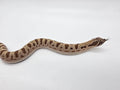 SD26-HOG-134 Plains Hognose
