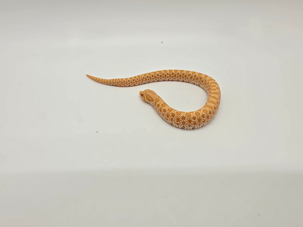 SD26-HOG-014 Plains Hognose