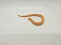 SD26-HOG-014 Plains Hognose
