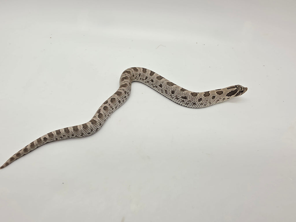 SD26-HOG-100 Plains Hognose