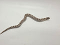 SD26-HOG-100 Plains Hognose