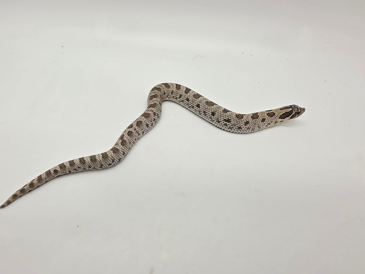 SD26-HOG-100 Plains Hognose