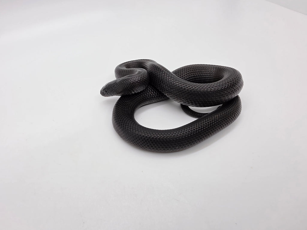 SD26-MBK-017 Mexican Black Kingsnake