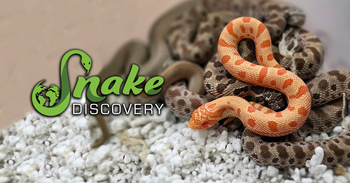 Available Reptiles – Page 3 – Snake Discovery Babies