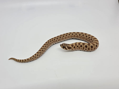 SD26-HOG-093 Plains Hognose