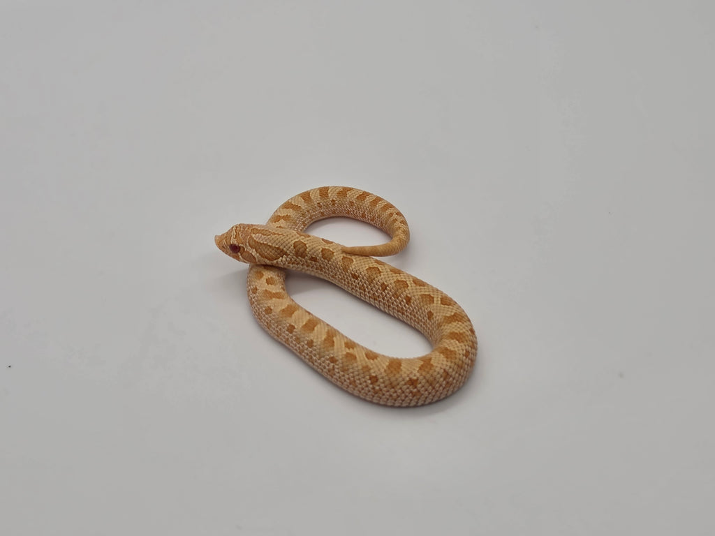 SD26-HOG-011 Plains Hognose
