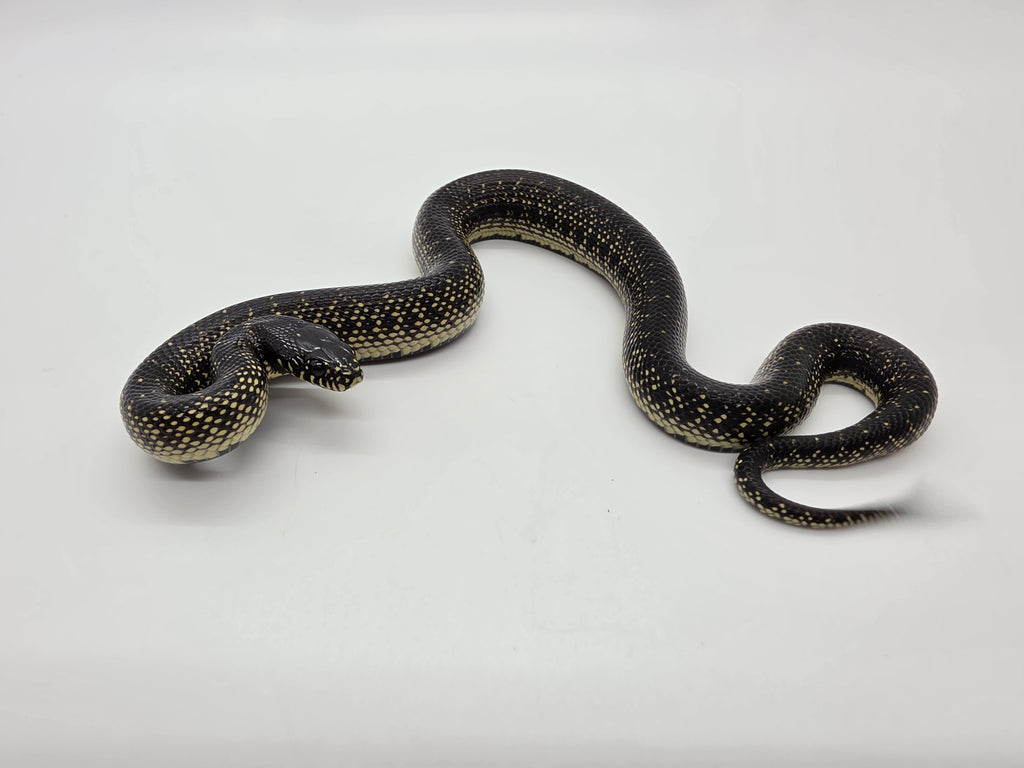 SD26-MBK-007 Mexican Black Kingsnake