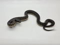 SD26-MBK-007 Mexican Black Kingsnake
