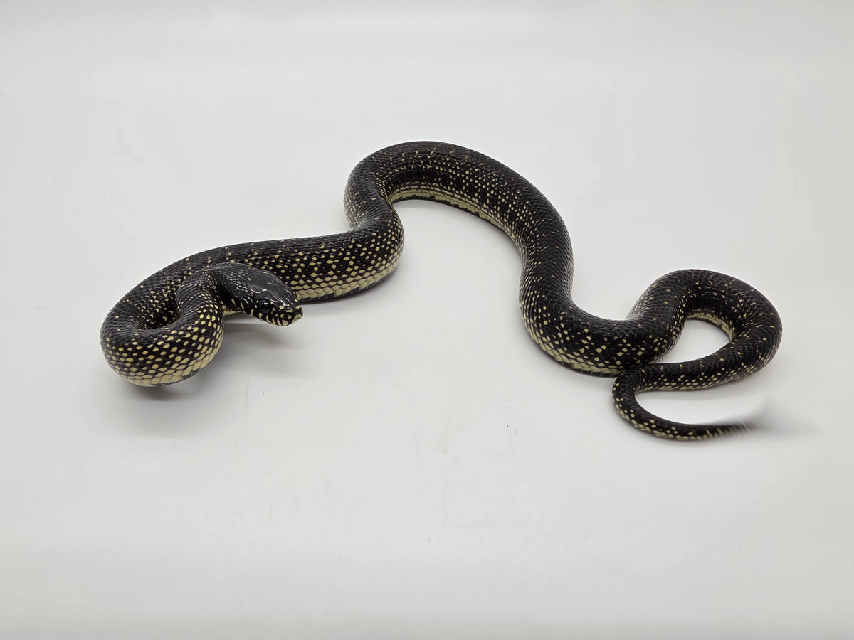 SD26-MBK-007 Mexican Black Kingsnake