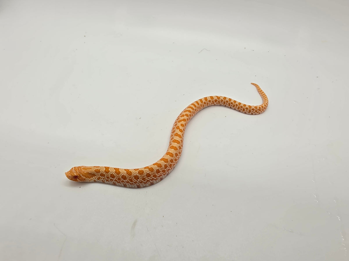 SD26-HOG-120 Plains Hognose