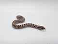 SD26-HOG-155 Plains Hognose